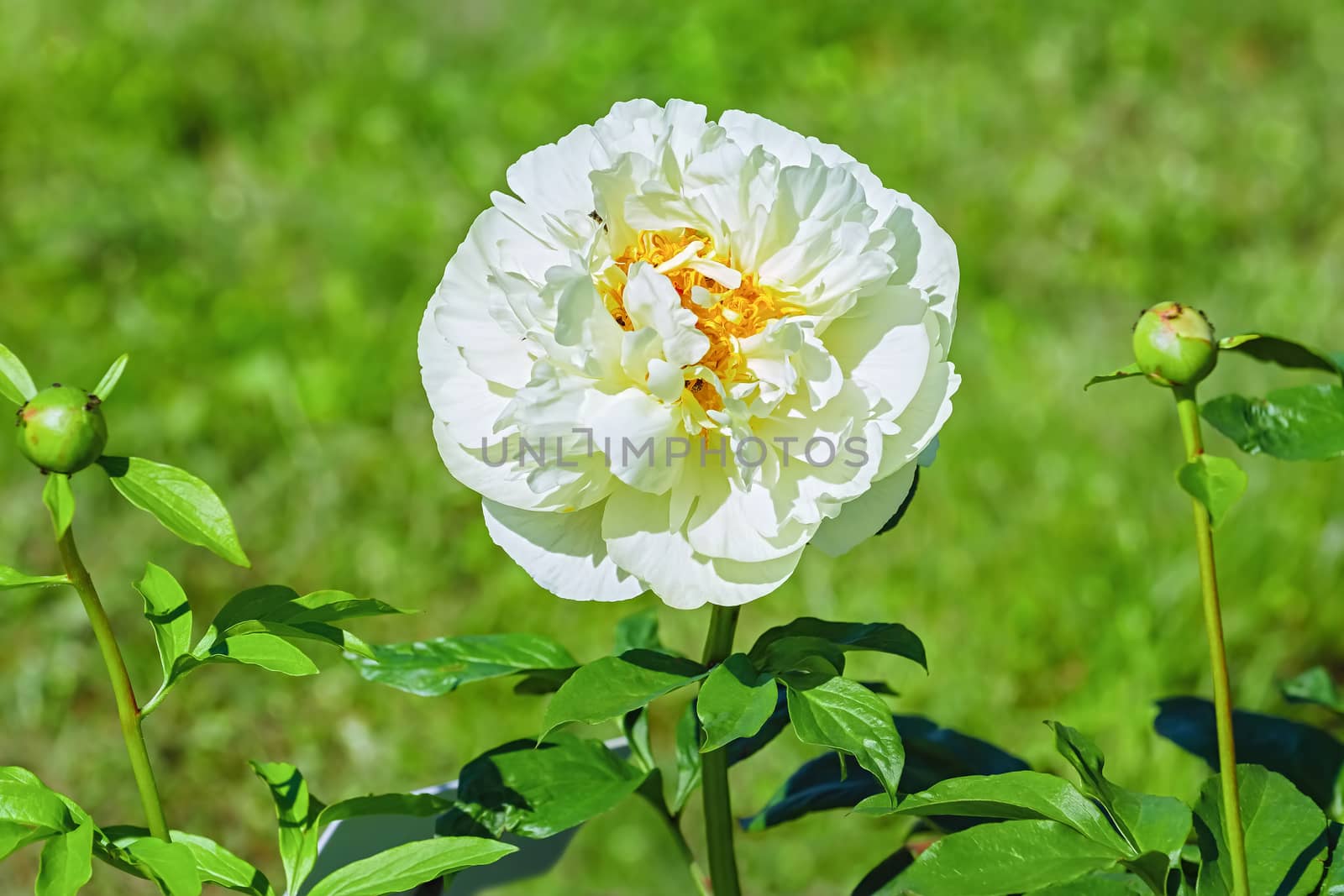 Flower of Peony in the garden