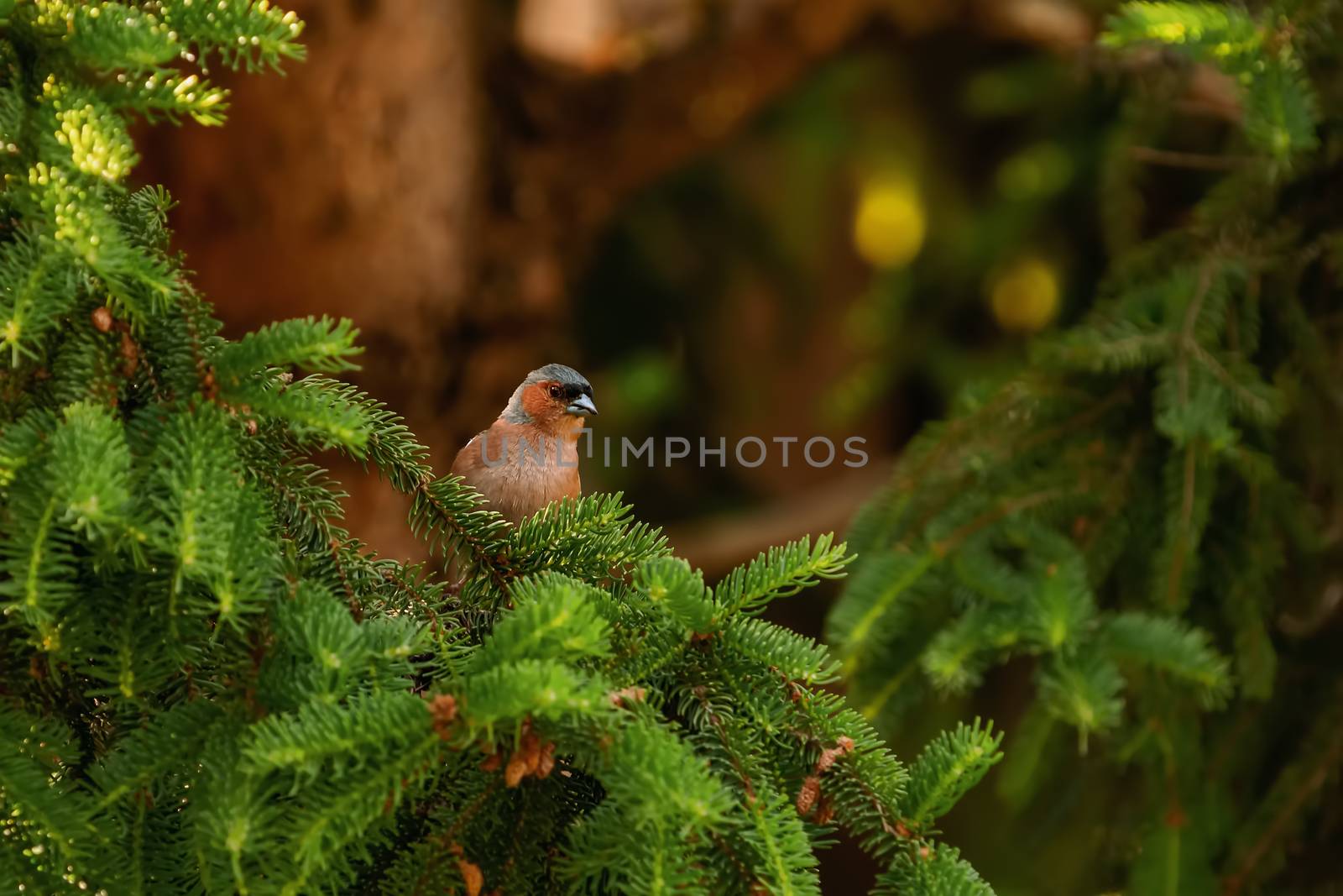 Common chaffinch is perched on a fir branch