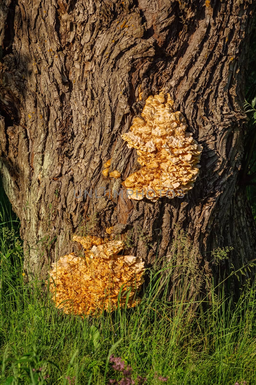 Sulphur shelf fungus on the oak tree