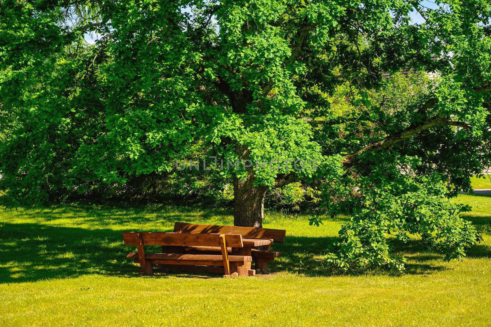 Benches and table under the big oak tree on the green lawn