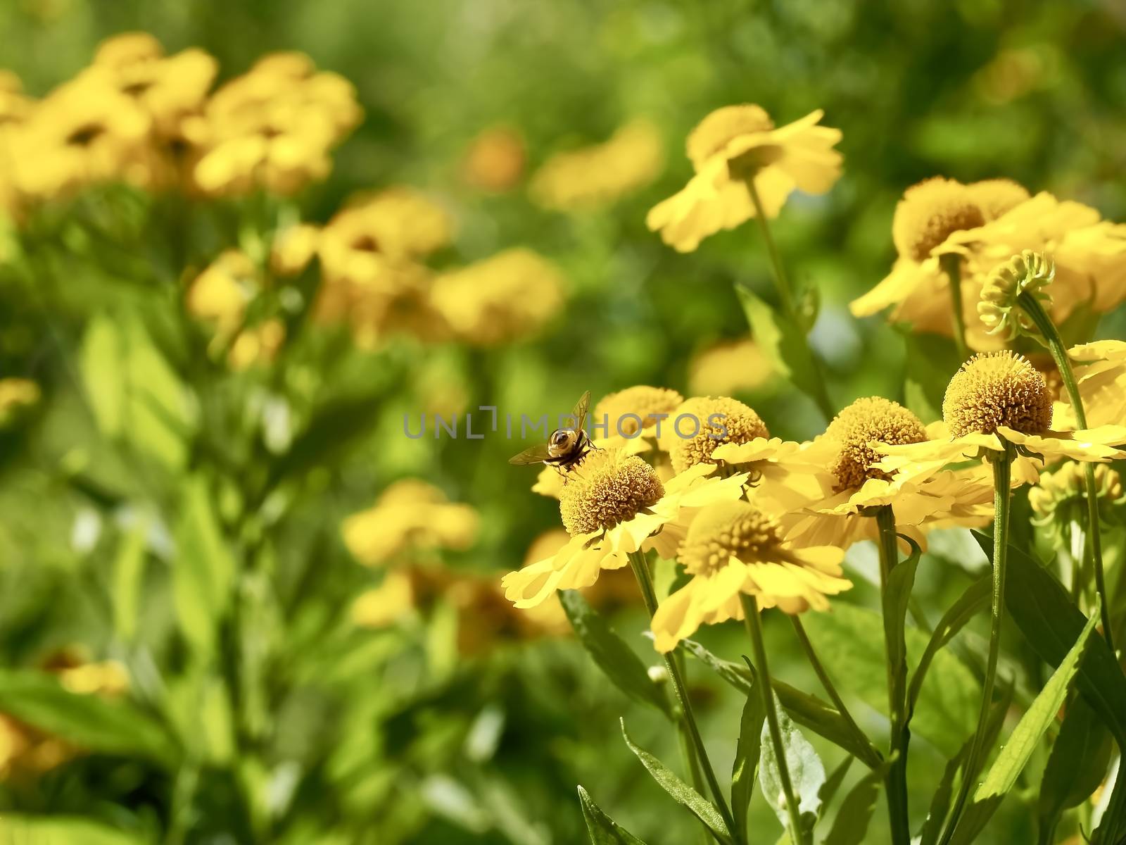 Beautiful yellow blooming summer bride flowers with a bee by Stimmungsbilder
