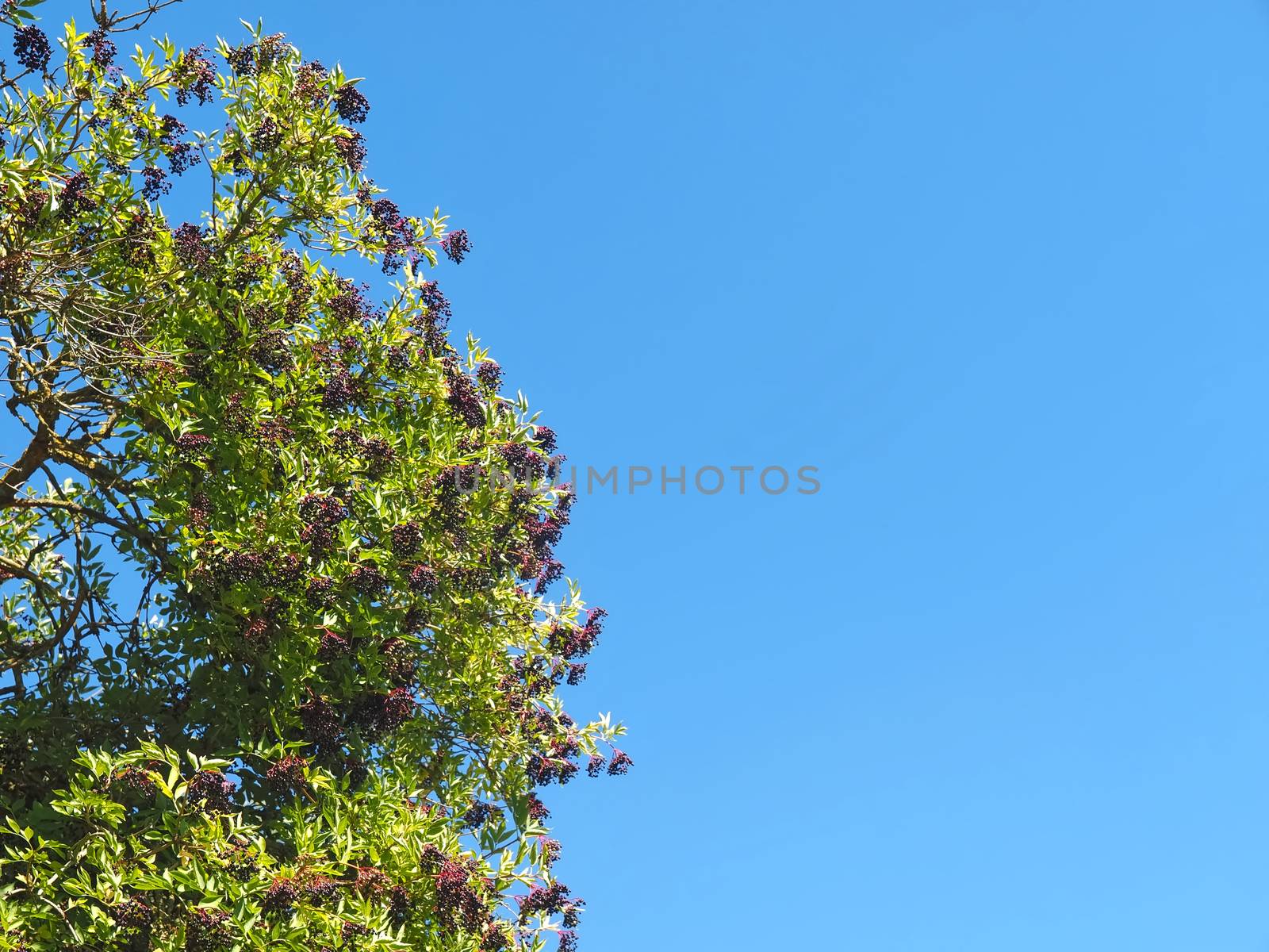 Sweet elders at an elder bush with blue sky by Stimmungsbilder