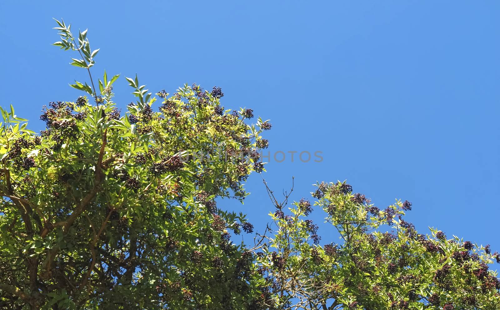 Sweet elders at an elder bush with blue sky by Stimmungsbilder