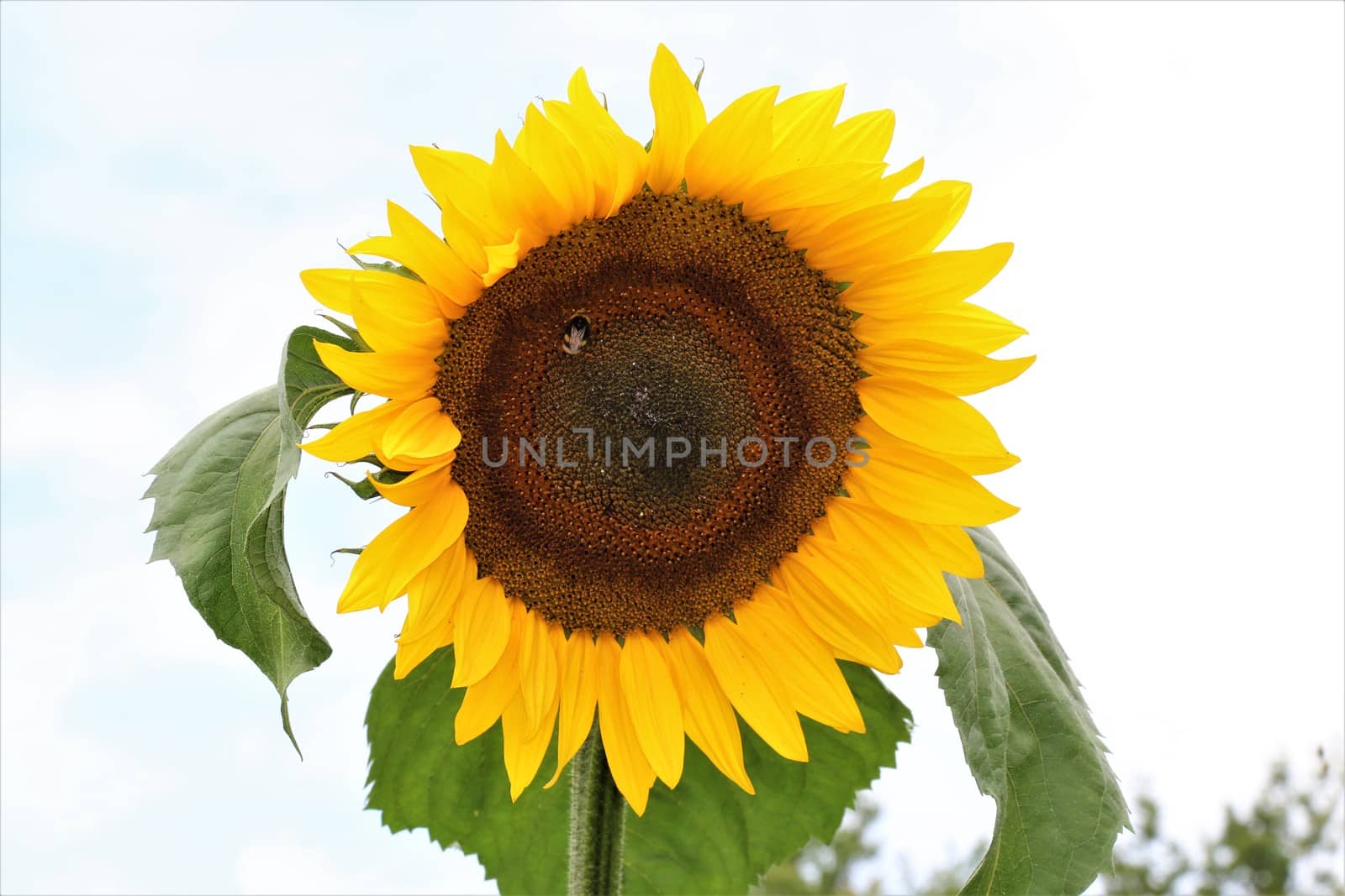 Sunflower with green leaves against a light background