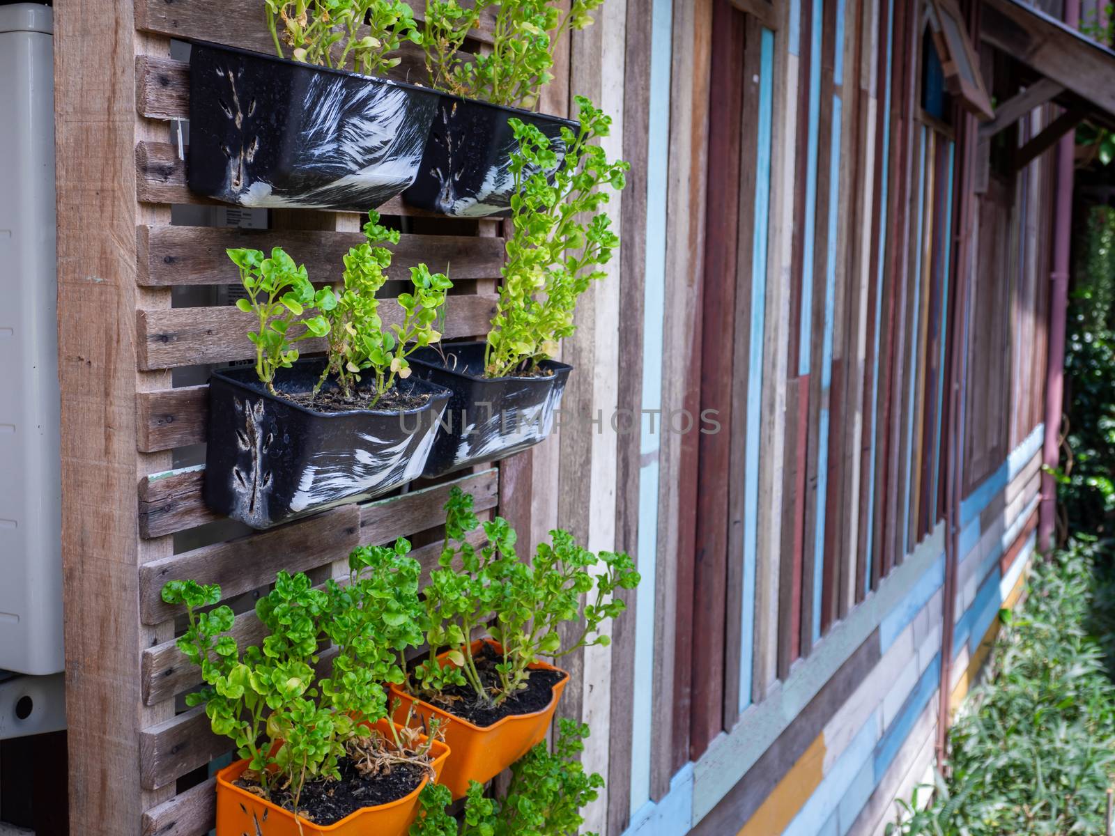 Small green purple and different color leafy plant pots hanging  by shutterbird