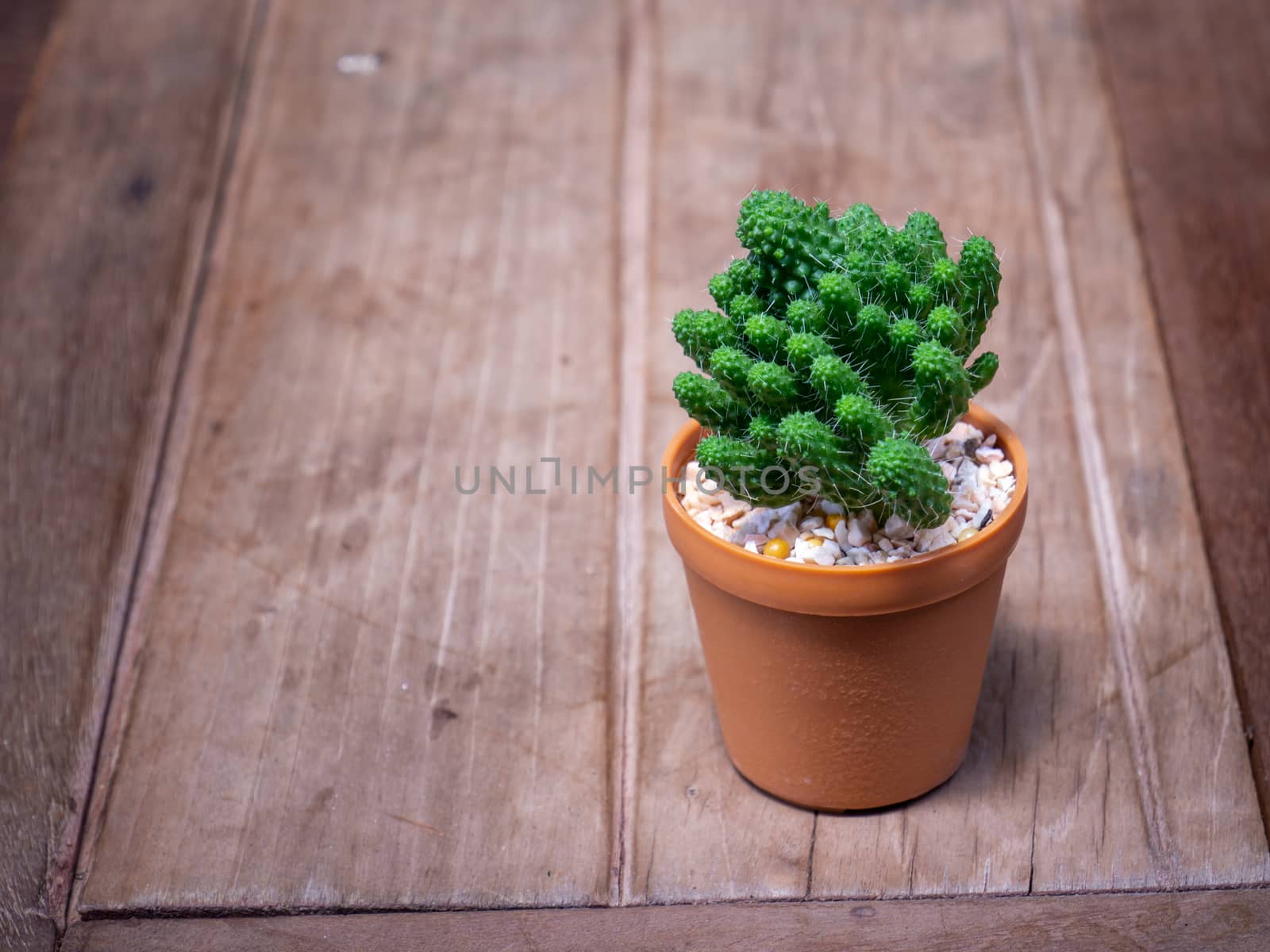 cactus in wooden pots placed on wooden table by shutterbird