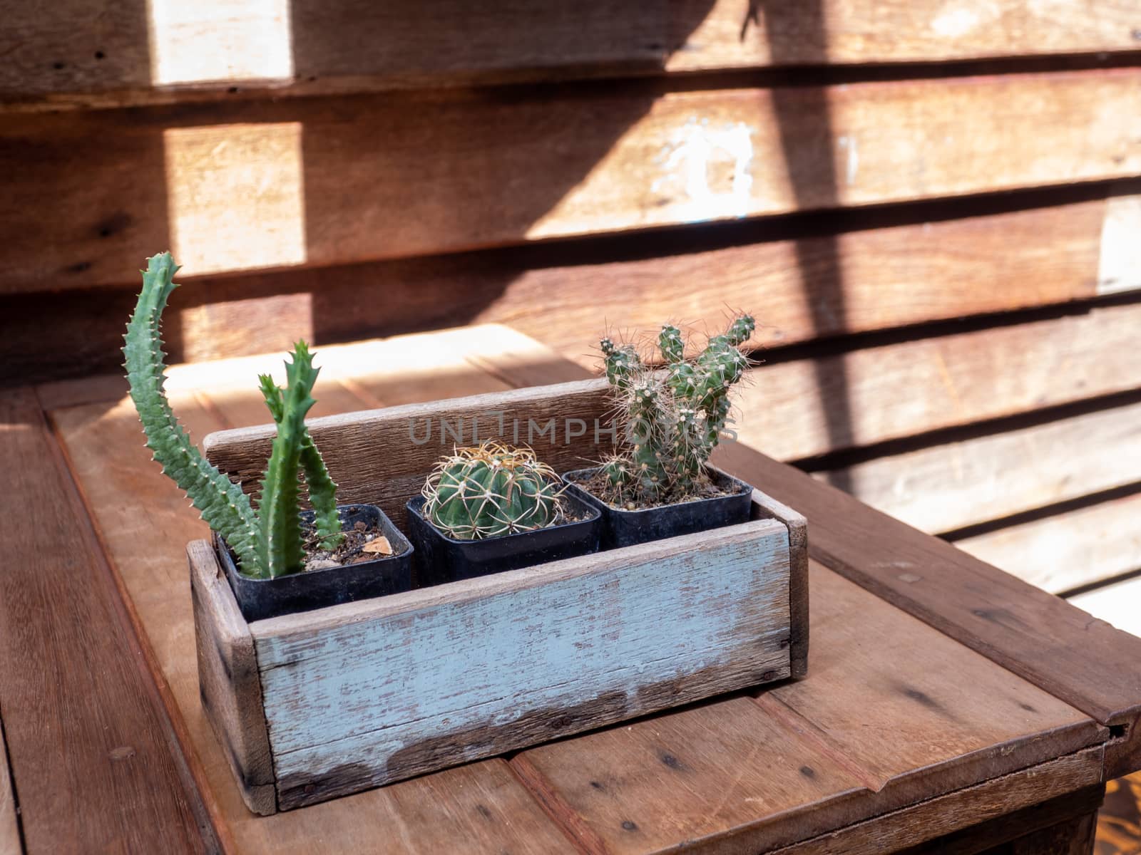 cactus in wooden pots placed on wooden table by shutterbird