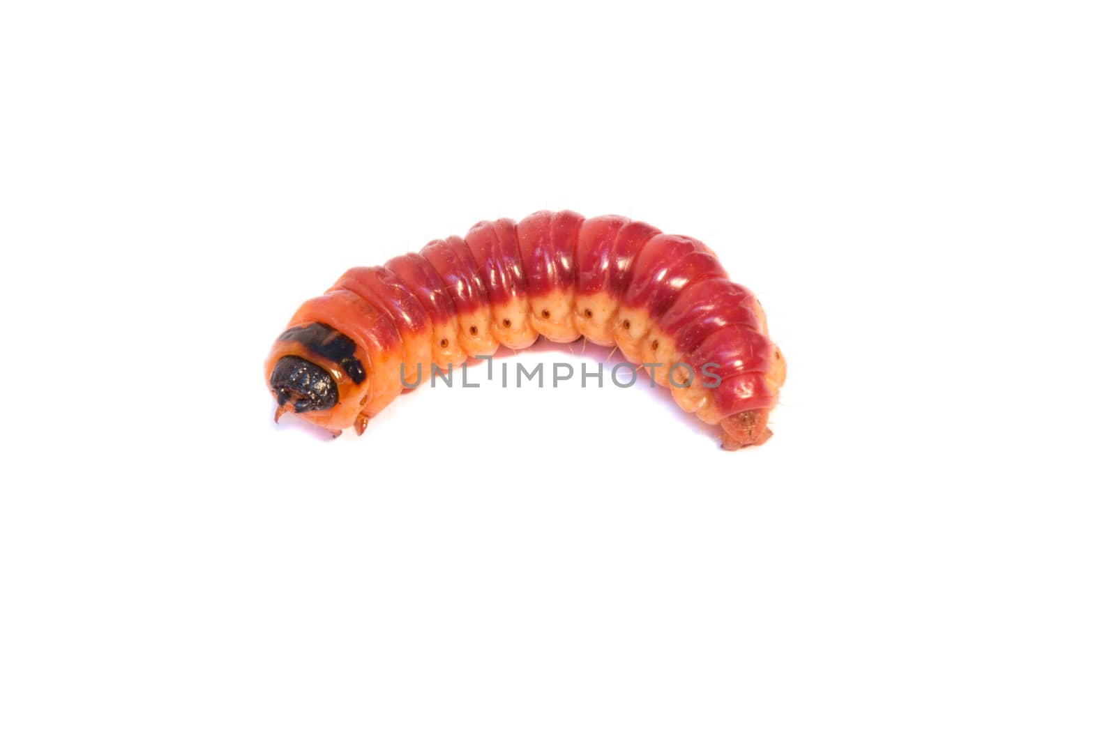 Bright colourful caterpillar on a white background by client111