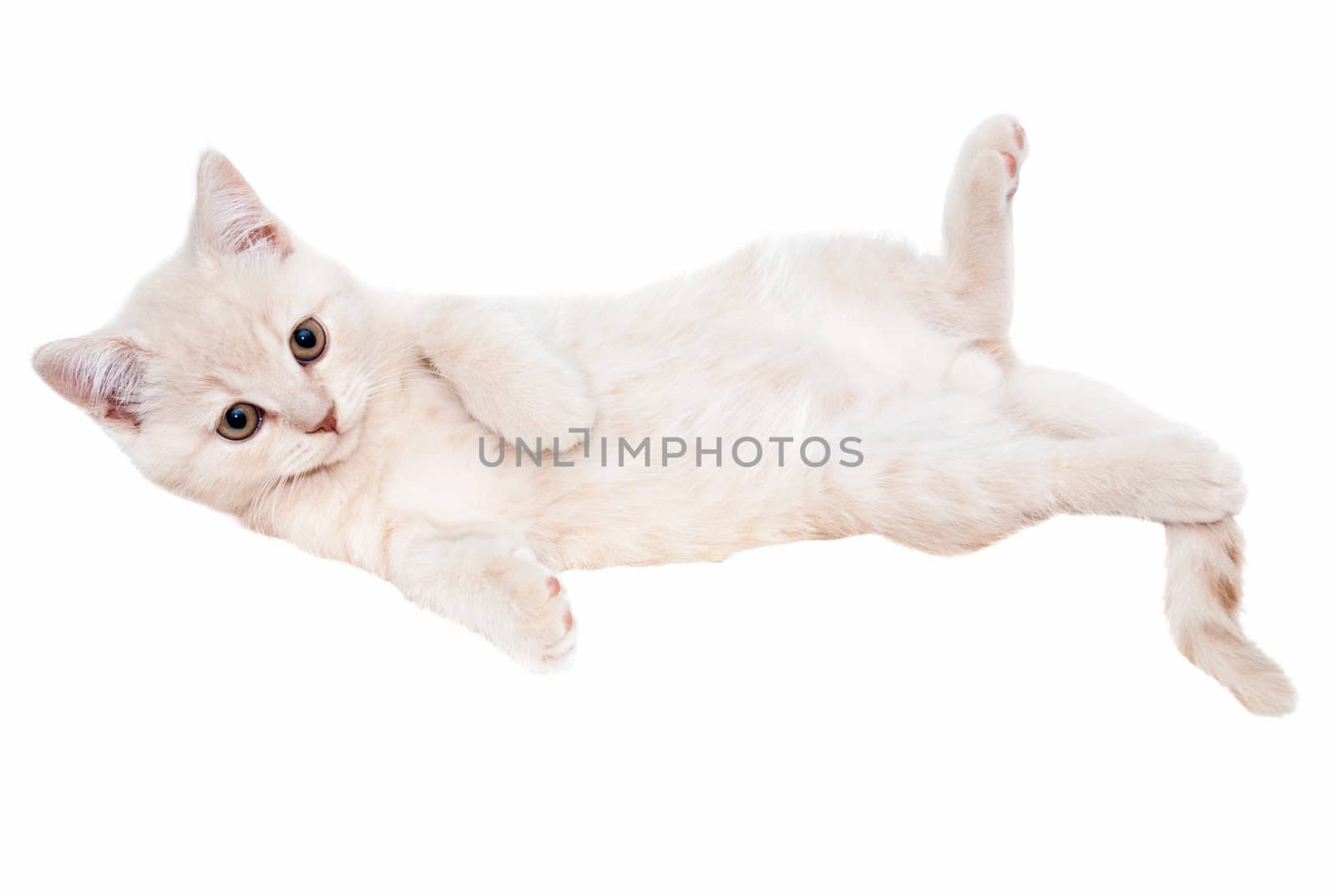 a small British Shorthair kitten is lying on a white background