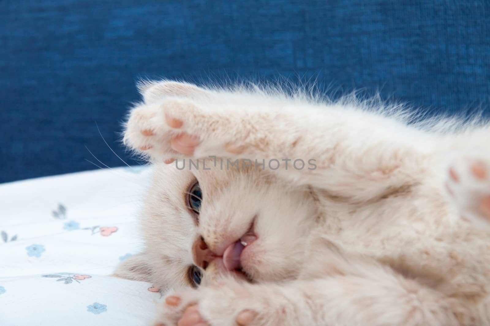 a small British Shorthair kitten raised its paws in the air by client111