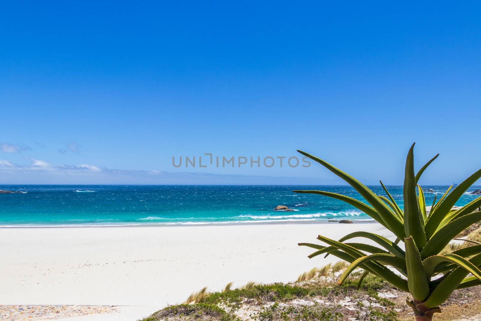 Camps Bay Beach behind palm trees, Cape Town. by Arkadij