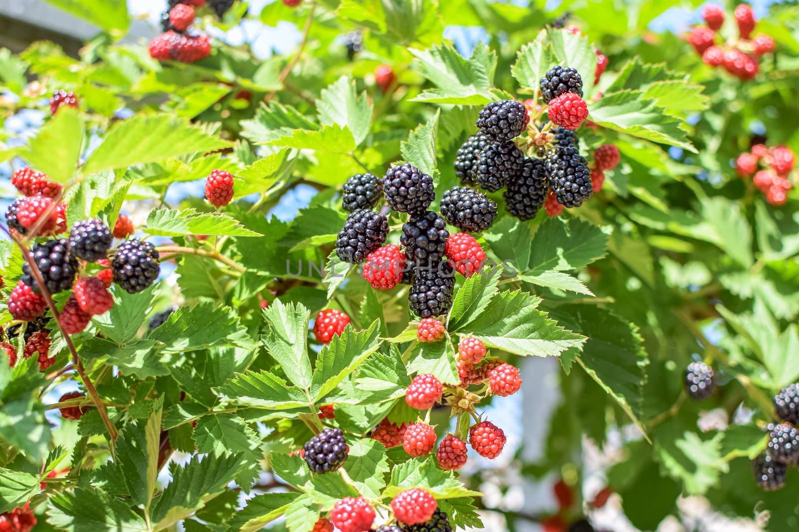 Ripe and unripe blackberries growing on a rooftop garden in Vienna by Umtsga