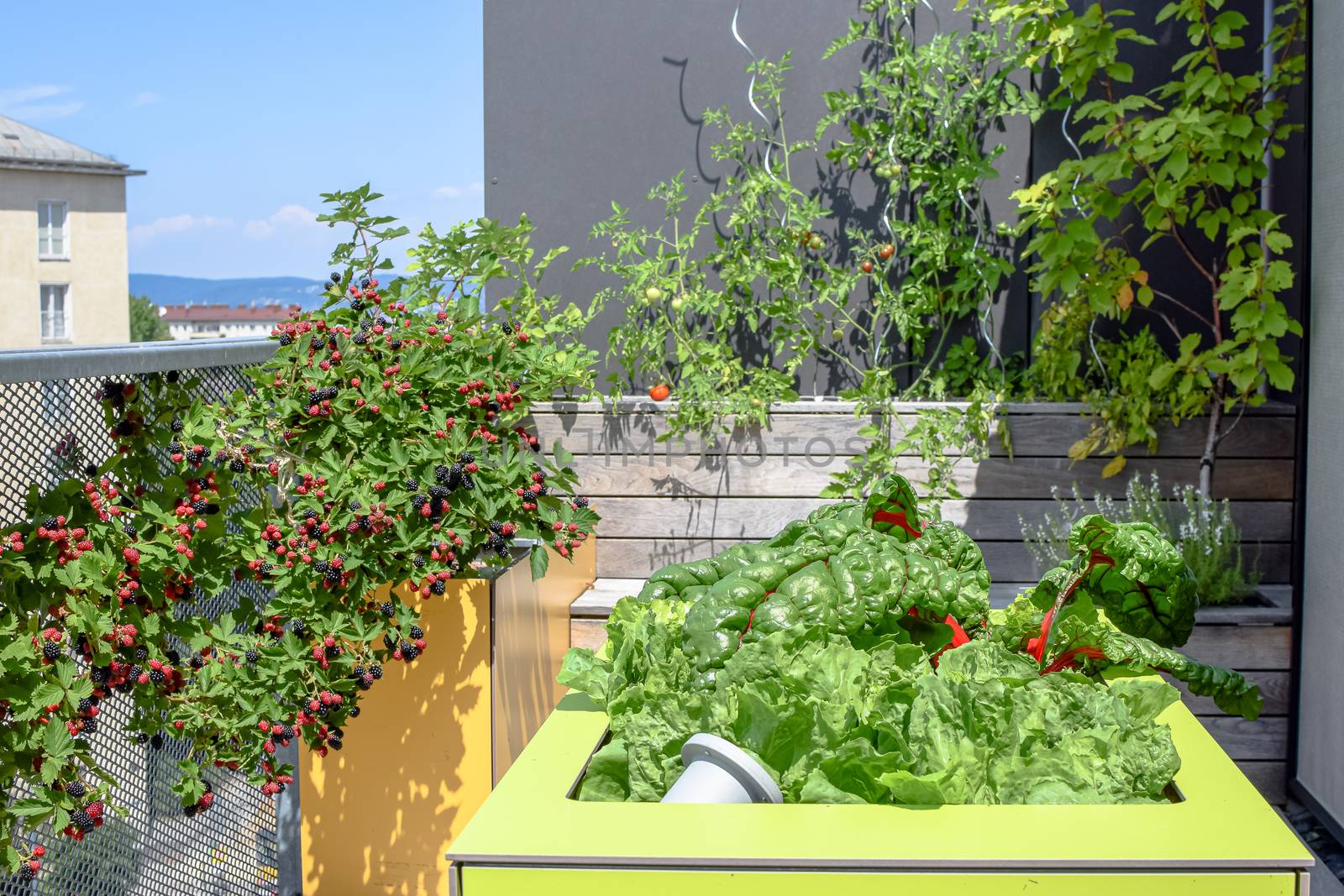 Mangel, tomatoes and blackberries growing on a rooftop garden in Vienna by Umtsga