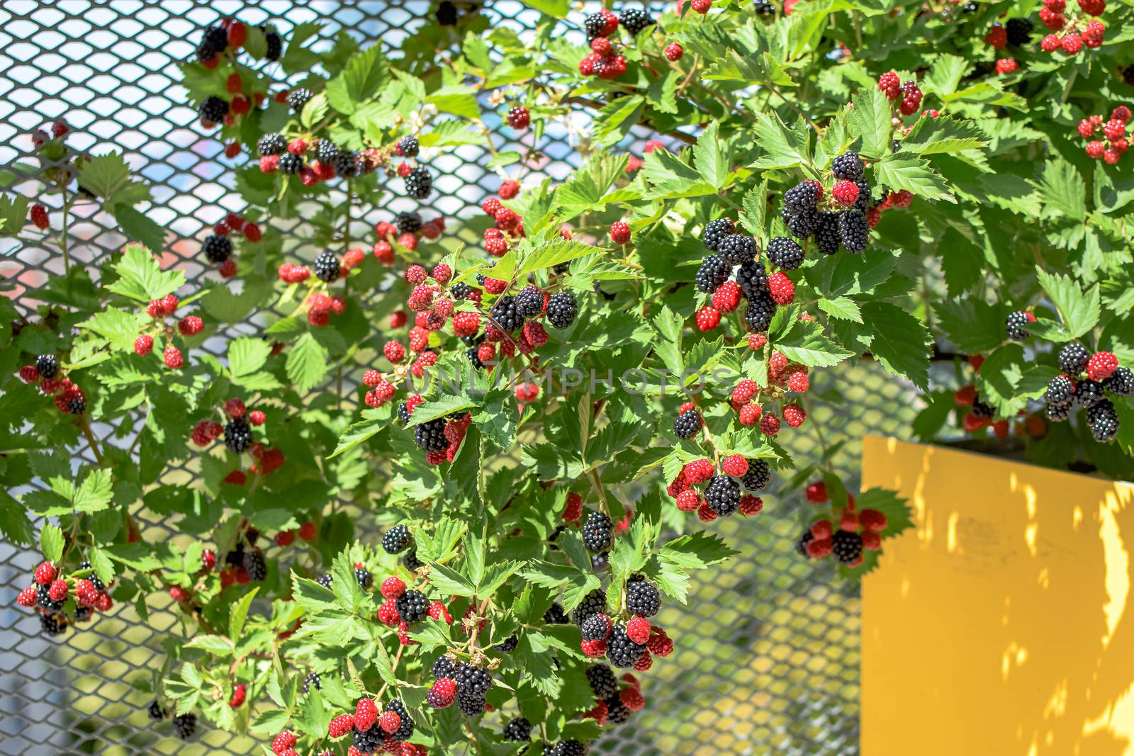 Ripe and unripe blackberries growing on a rooftop garden in Vienna