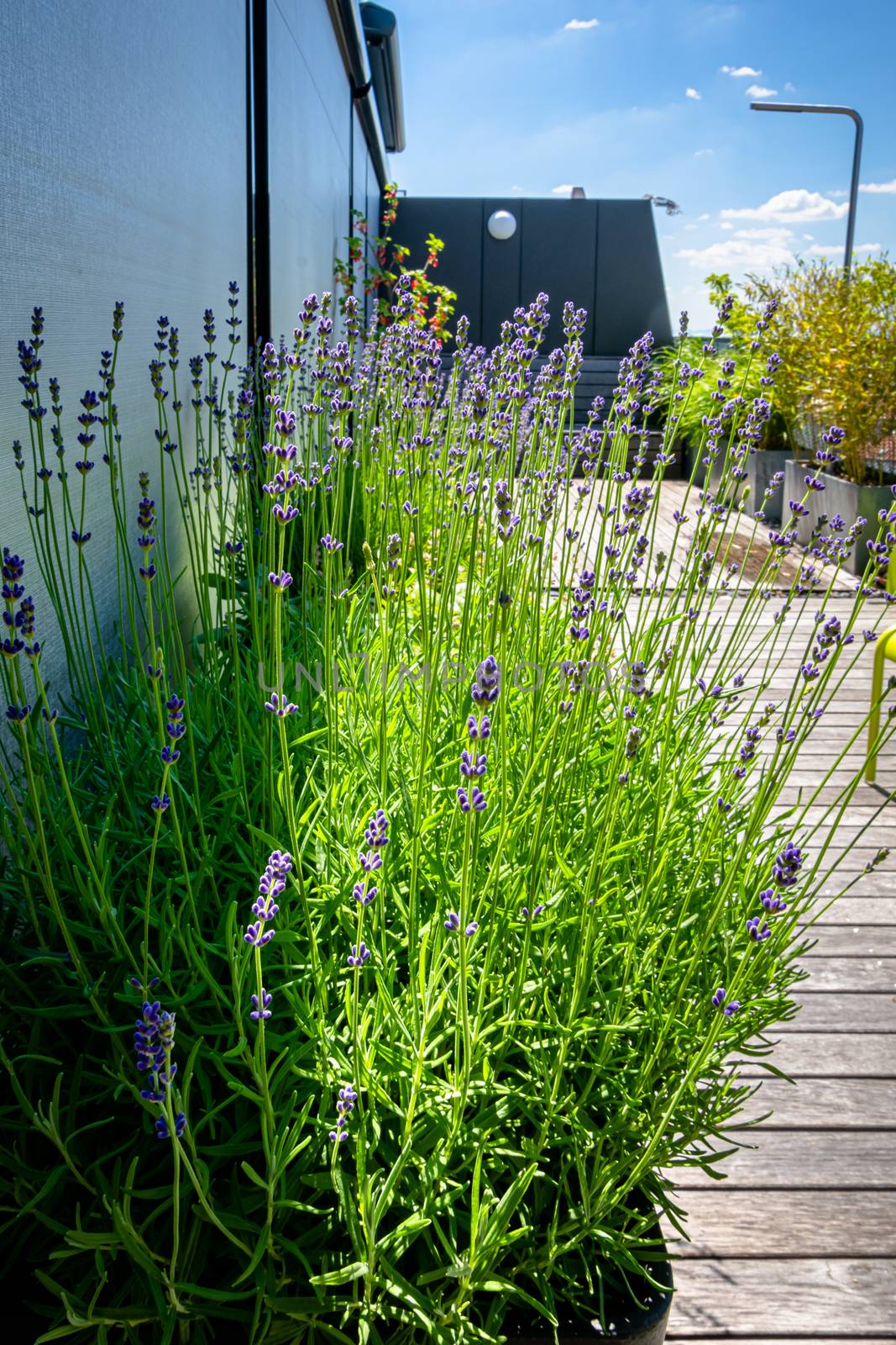 Lavender bush in a planter on a roof terrace with wooden deck and outdoor shower by Umtsga