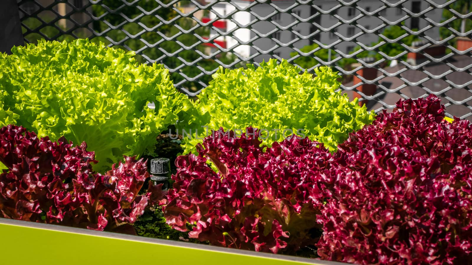 Urban gardening - Lollo bionda and Lollo rosso lettuce in stylish planters on a terrace in Vienna (Austria) by Umtsga