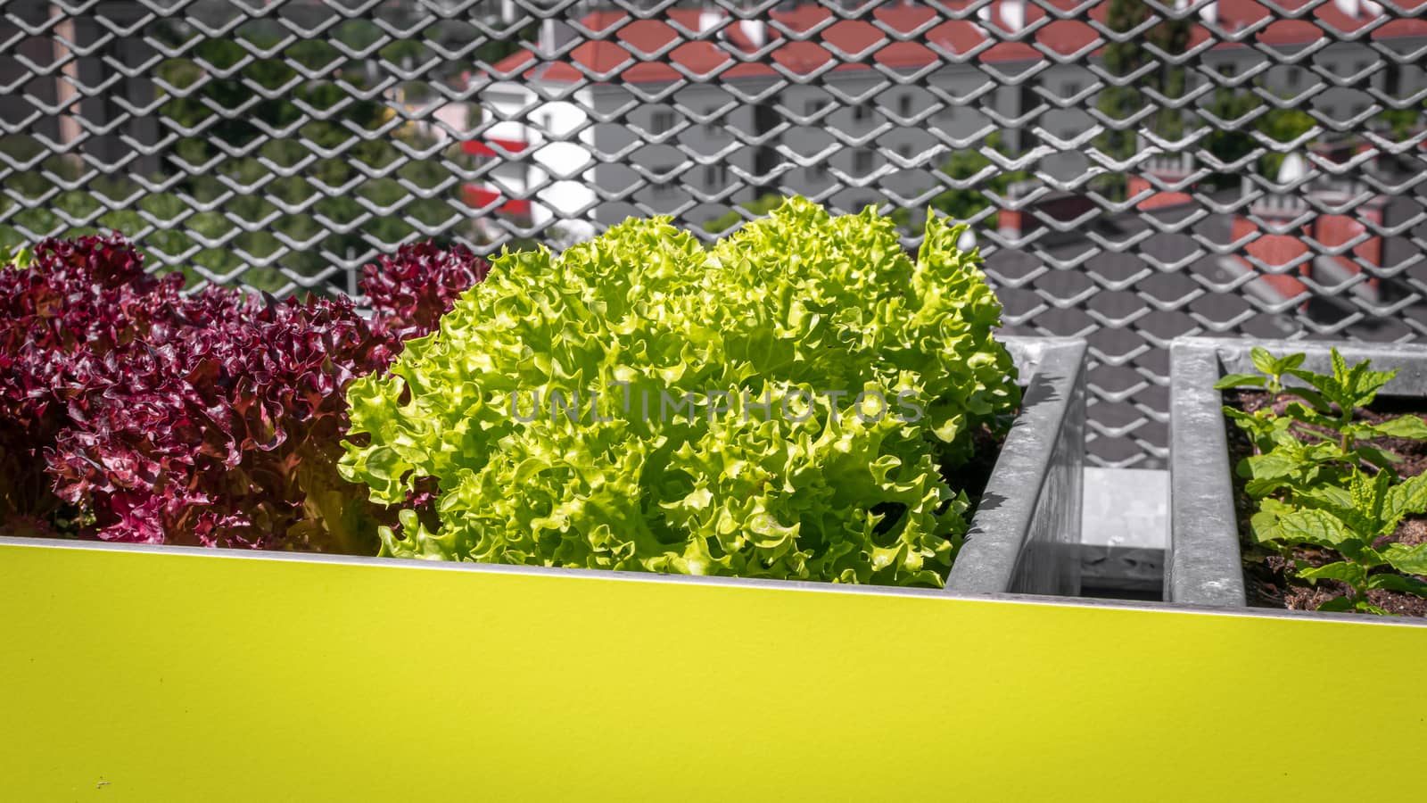 Urban gardening - Lollo bionda and Lollo rosso lettuce and mint in stylish planters on a terrace in Vienna (Austria)