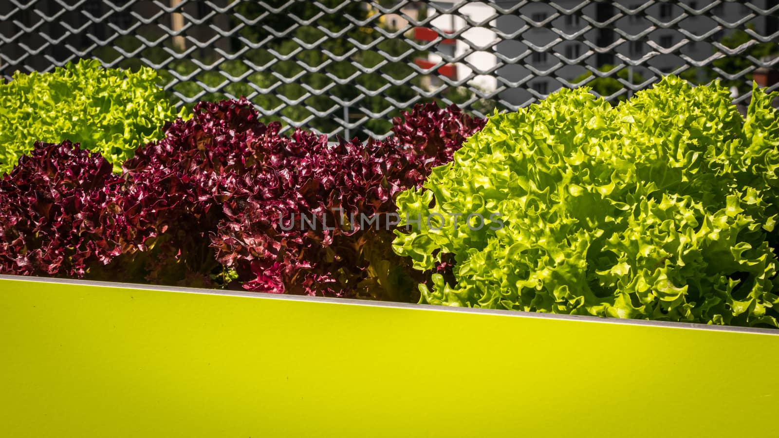 Urban gardening - Lollo bionda and Lollo rosso lettuce in stylish planters on a terrace in Vienna (Austria)