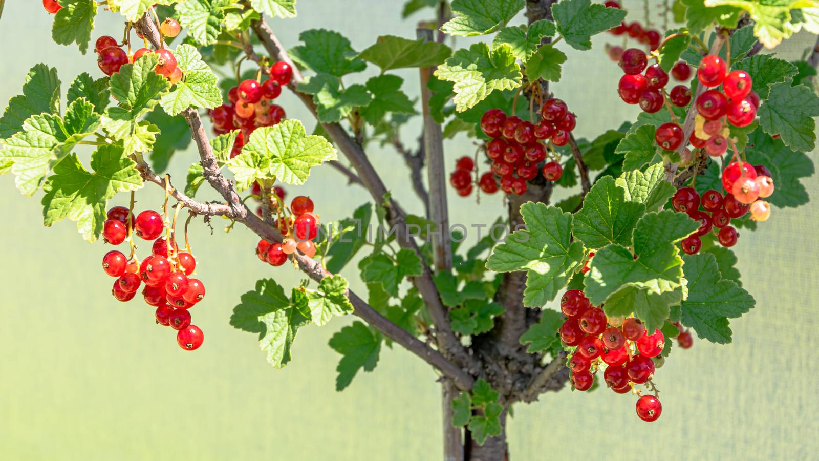 Ripe red currants in front of silver sunscreen - ready to collect on a terrace in Vienna by Umtsga