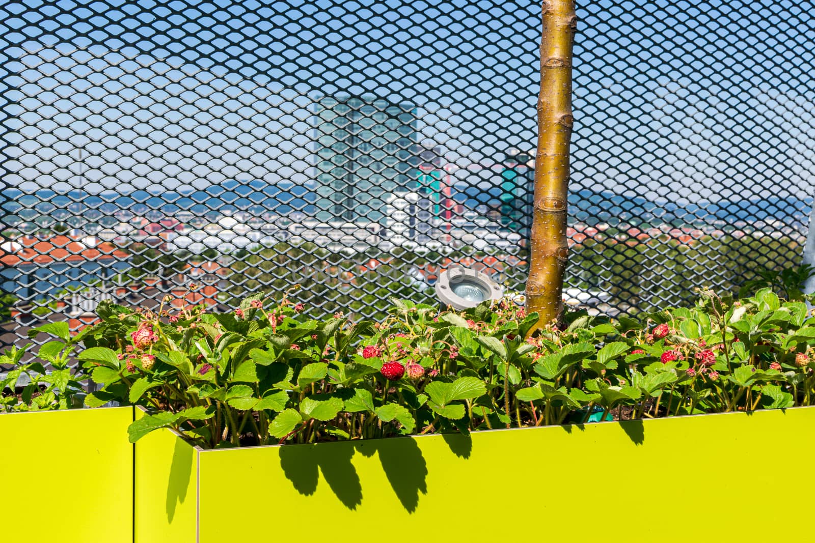 Green planter with an apple tree and strawberries with fruits in front of an expanded metal fence and high-rise buildings in the background