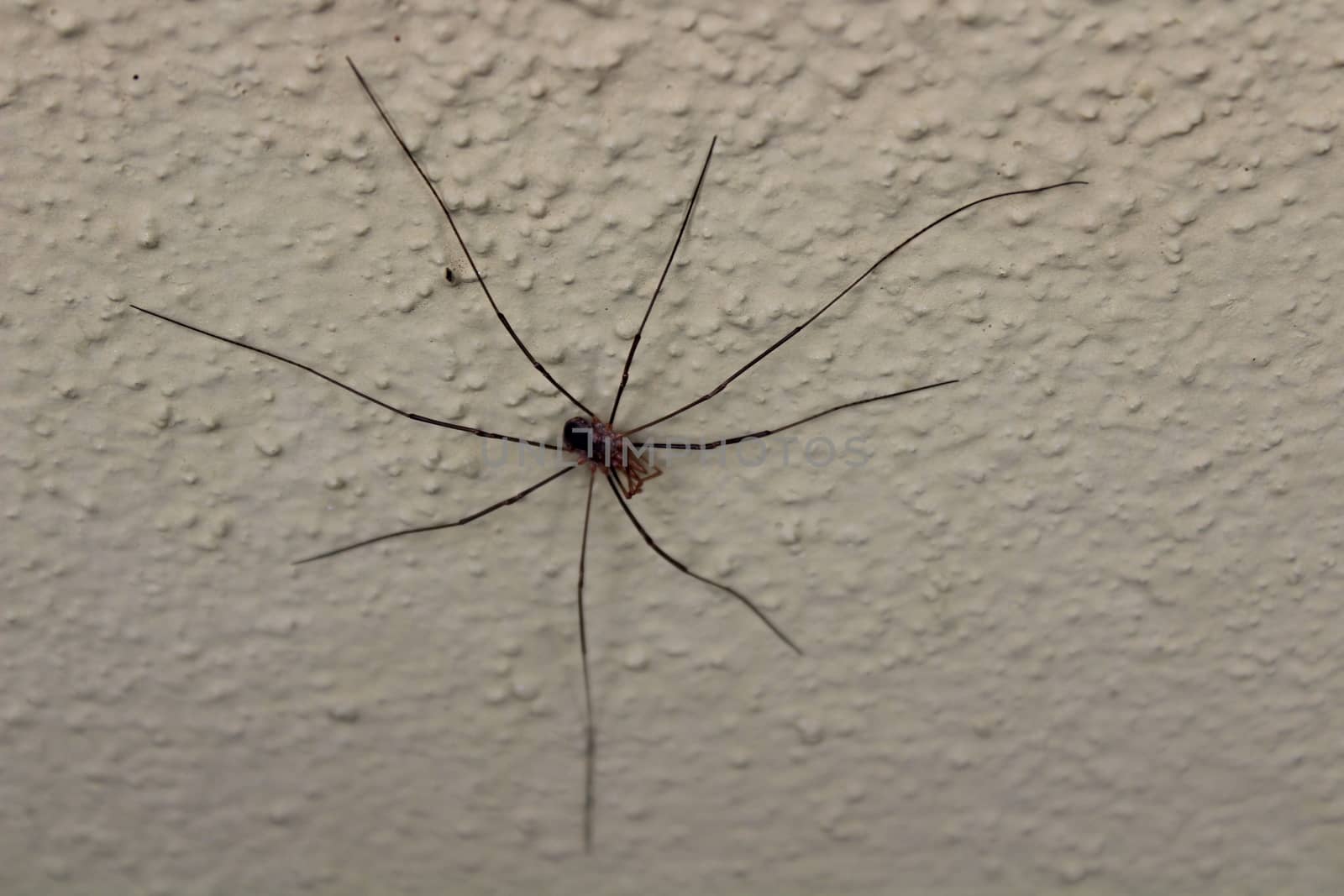 The picture shows a harvestman on a white wall