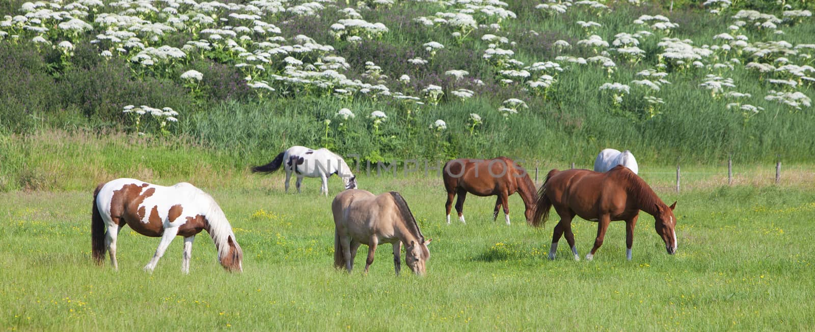 brown and white horses graze in grassy summer meadow in the netherlands