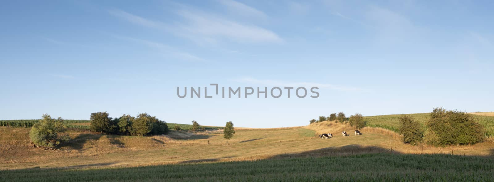 spotted cows in rural landscape of nord pas de calais in france by ahavelaar