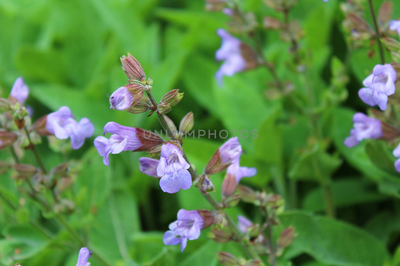 The picture shows a field of meadow sage
