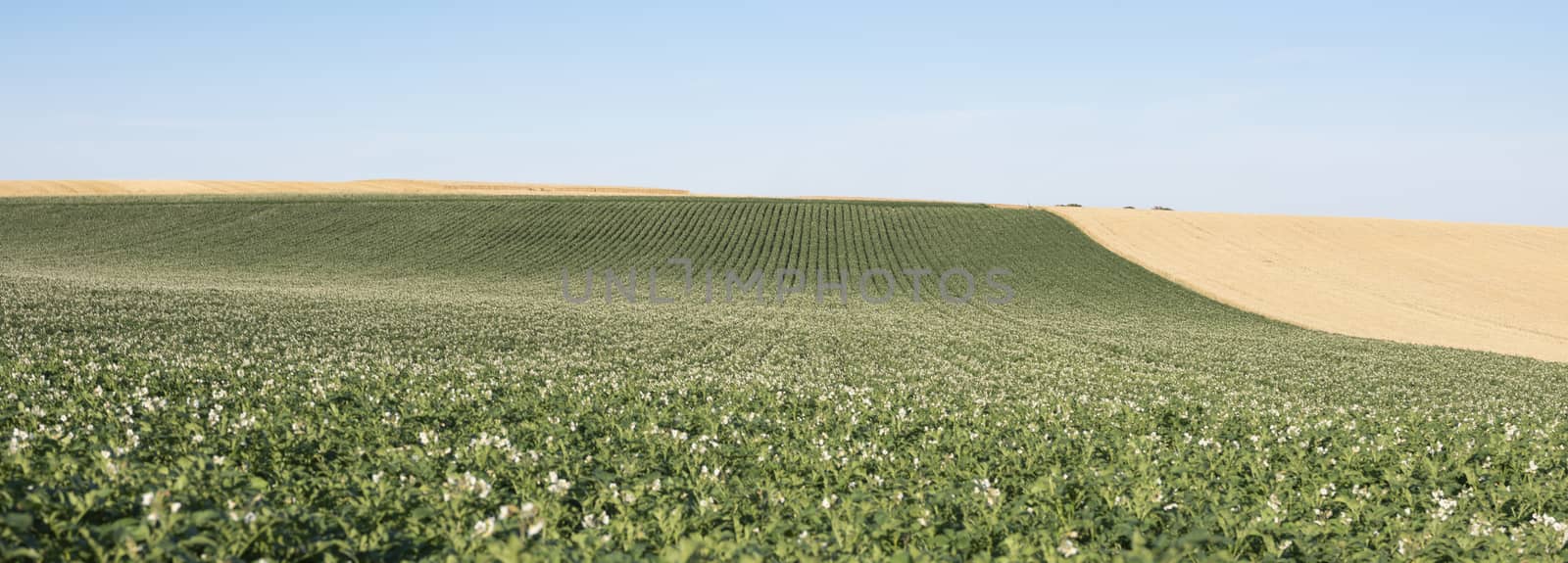 typical almost abstract patterns of agricultural field landscape in the north of france under blue sky with potatoe flowers