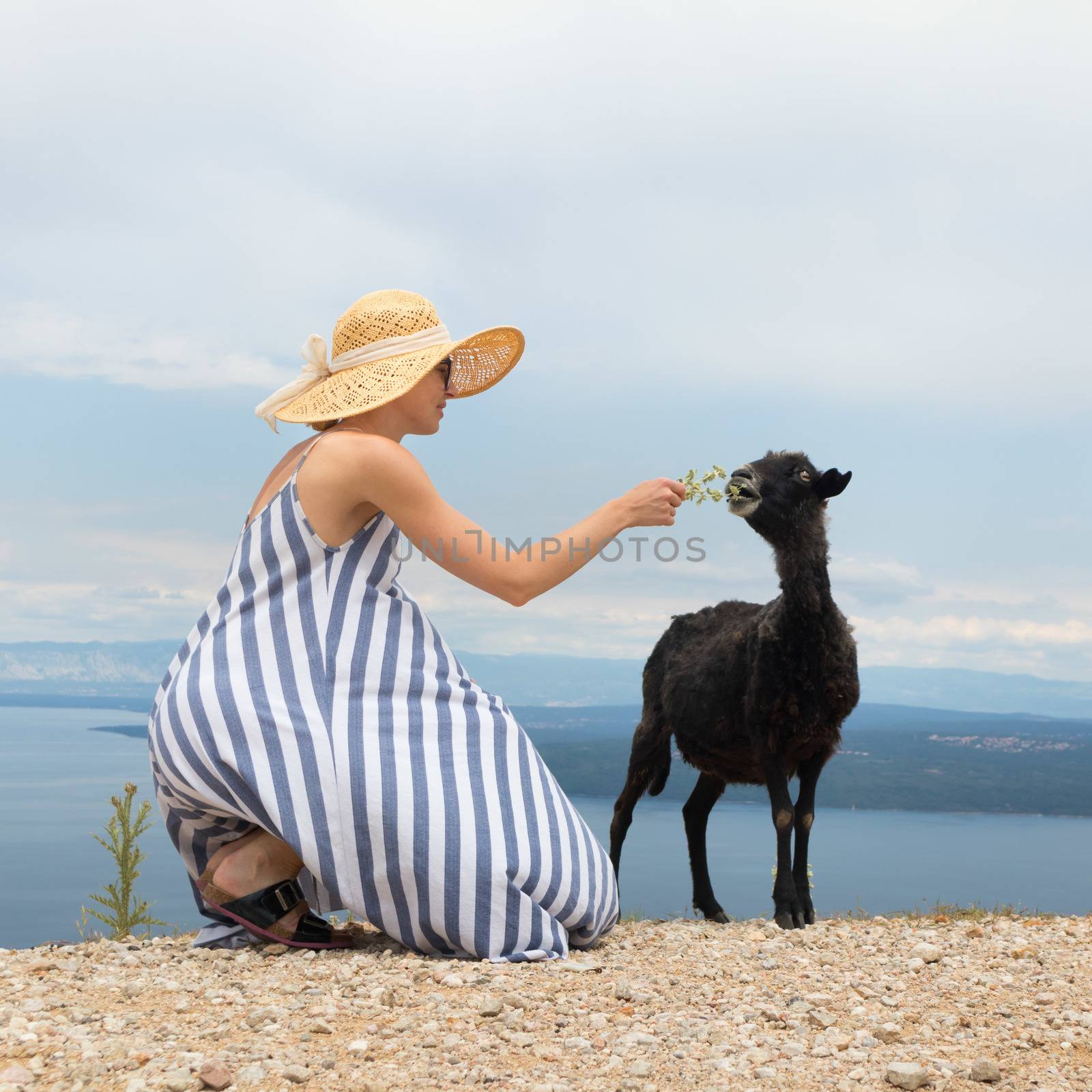 Young attractive female traveler wearing striped summer dress and straw hat squatting, feeding and petting black sheep while traveling Adriatic coast of Croatia.