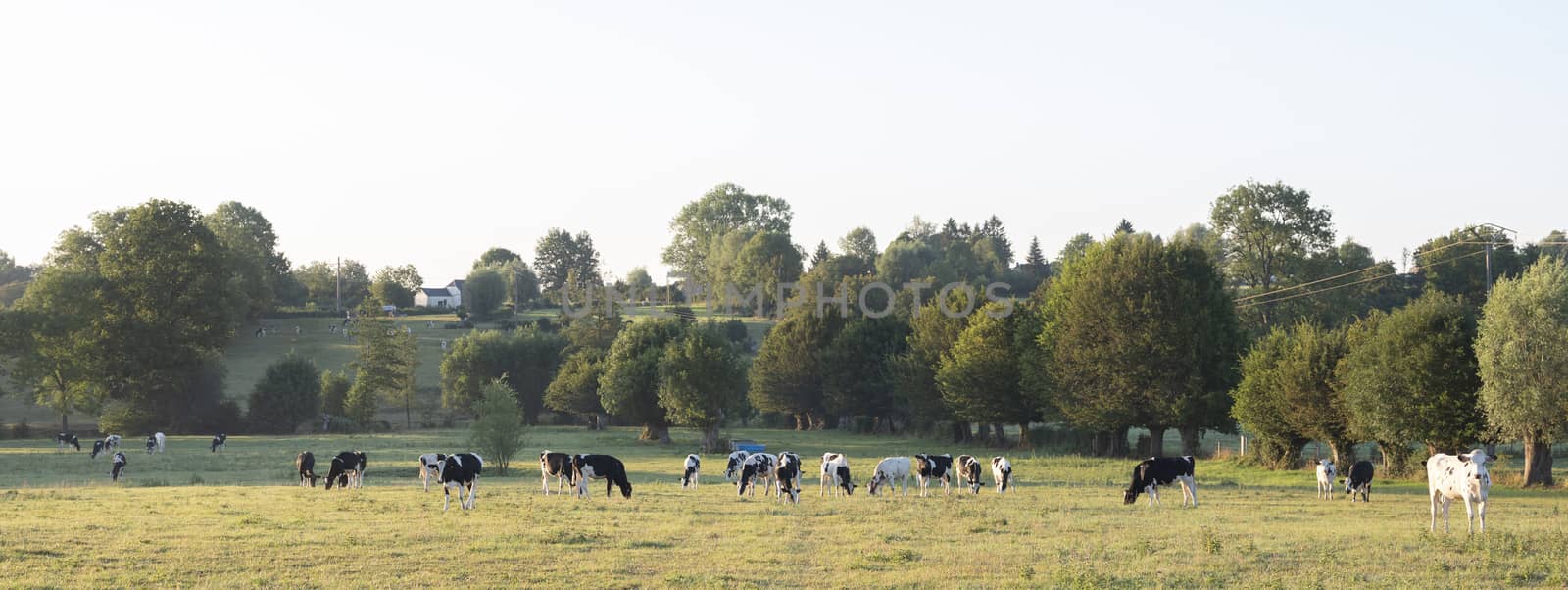 cows in the north of france near saint-quentin and valenciennes under blue sky in summer