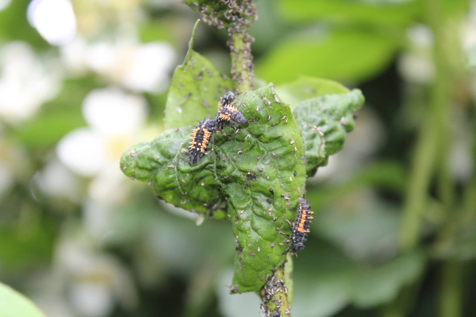 The picture shows ladybird larva in the garden