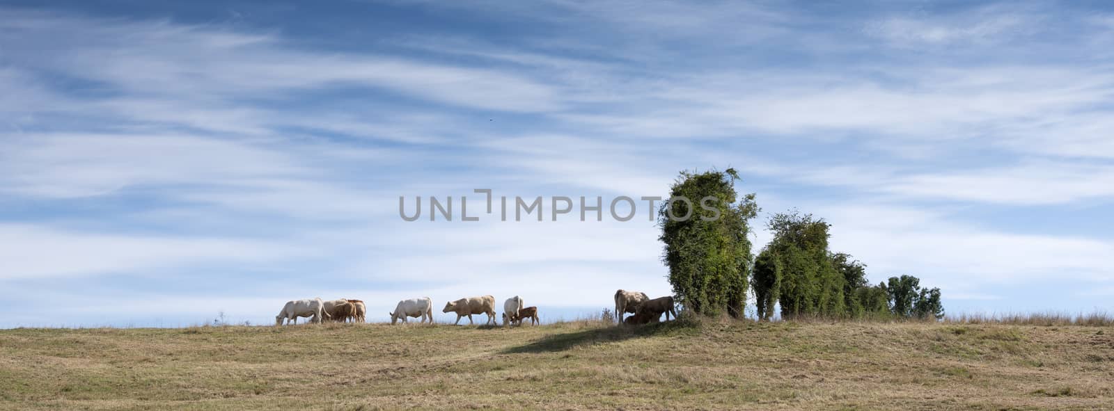 cows in rural landscape of nord pas de calais in france under blue sky in summer