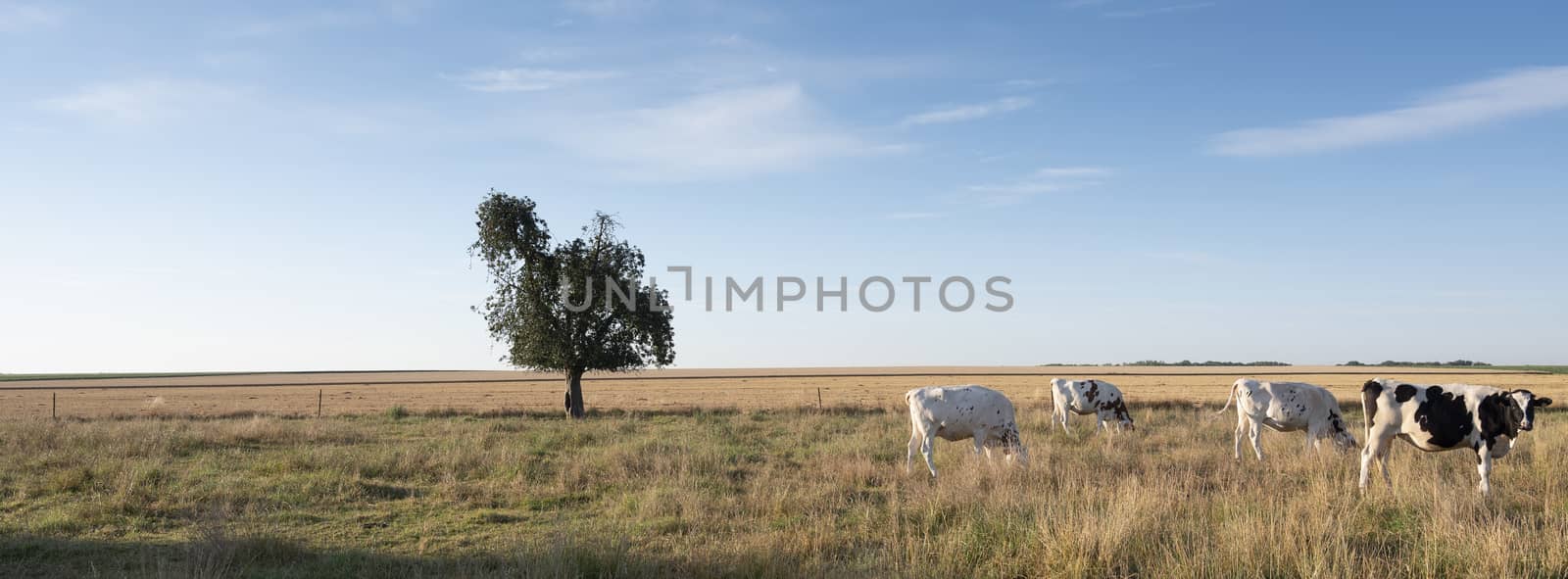 spotted cows in rural landscape of nord pas de calais in france under blue sky in summer