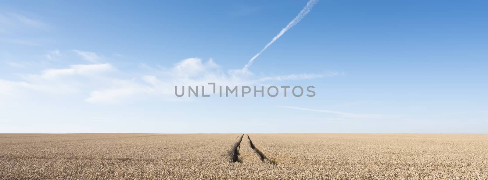 tracks in vast expanse of wheat crop in french field under blue sky