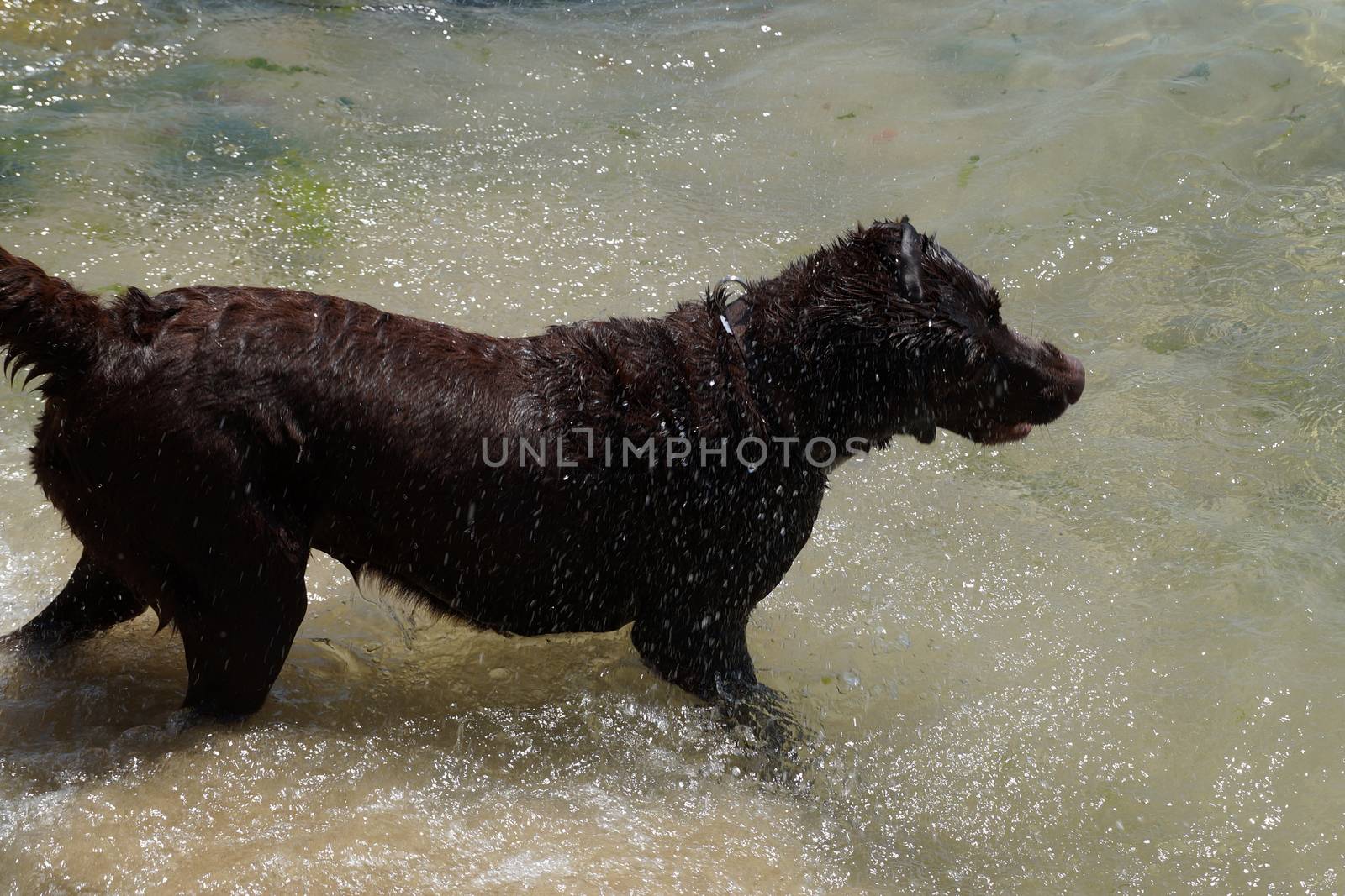 big brown dog playing in the water by Annado