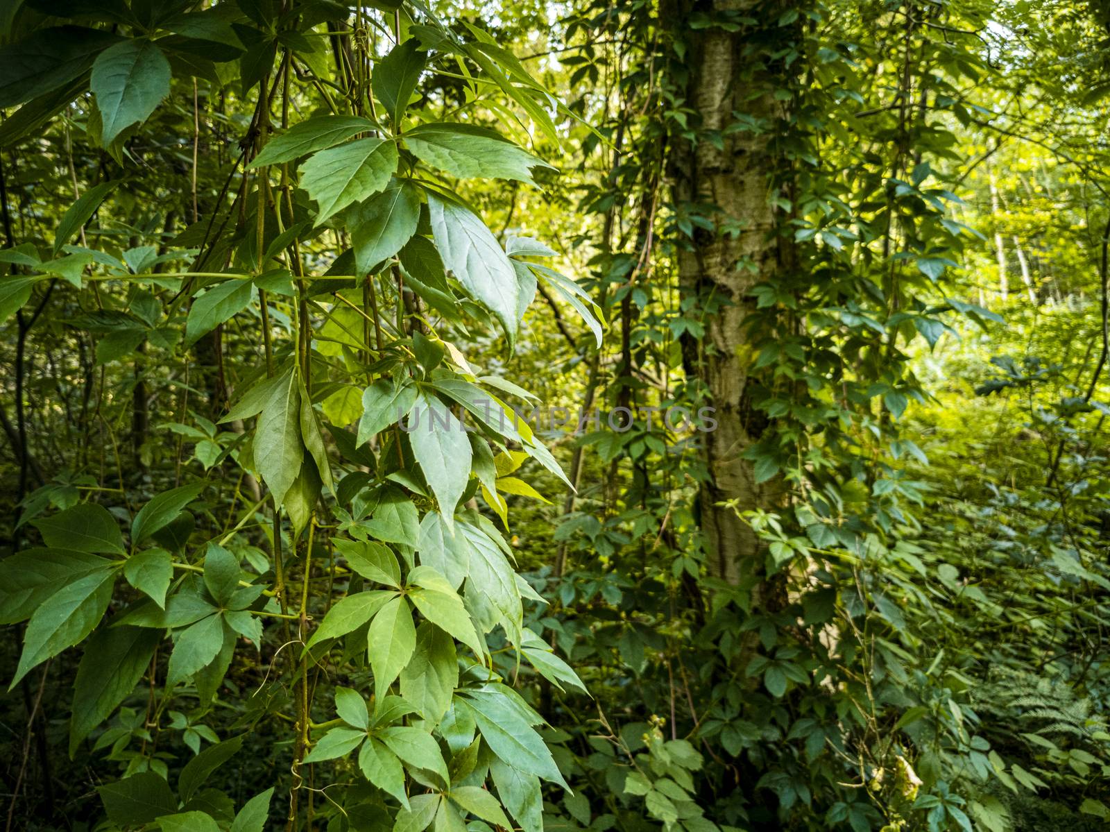 Climbing plants hang down from birch trees in the forest. by Arkadij