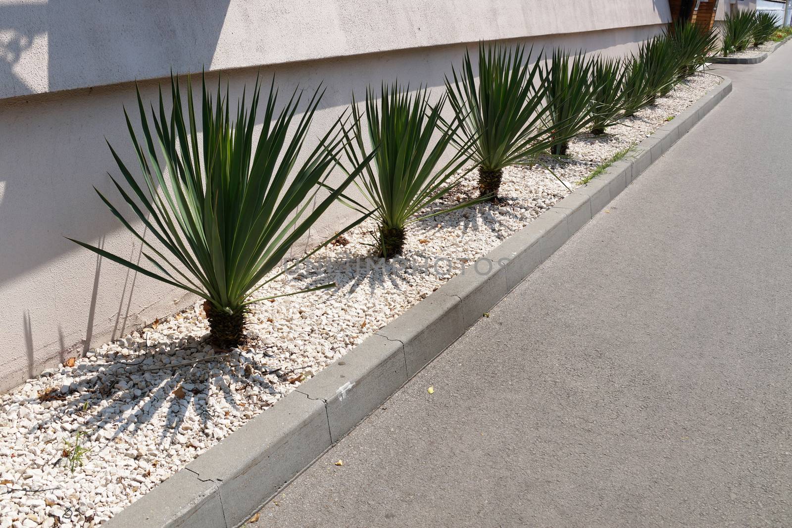 young green yucca border, decorated with white gravel
