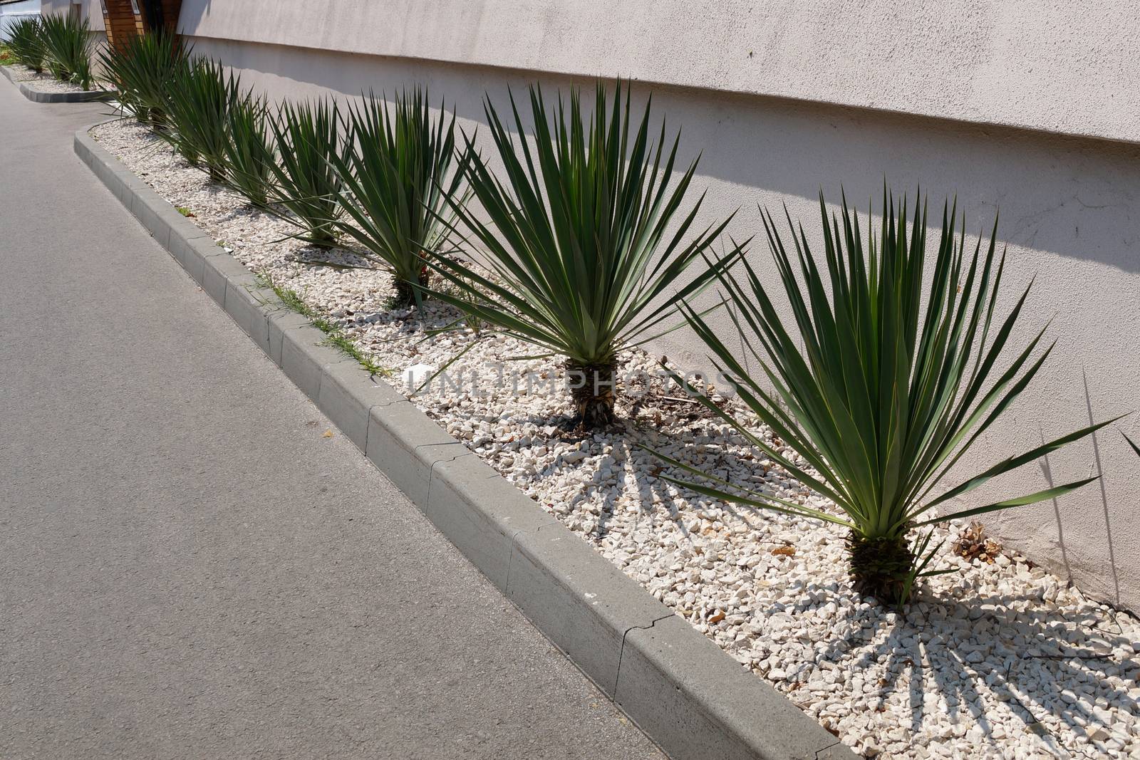 young green yucca border, decorated with white gravel