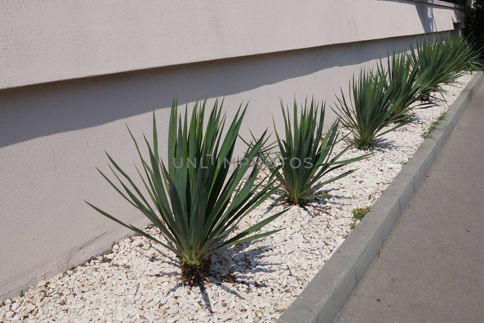 young green yucca border, decorated with white gravel