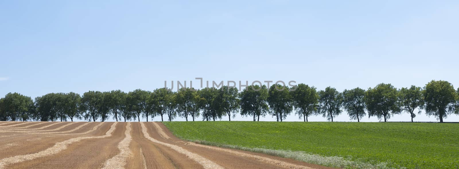 rural countryside landscape with trees and fields in nord pas de calais in france