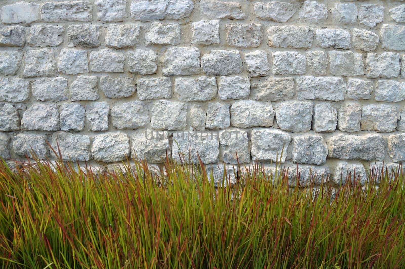 decorative curb grass on the background of an old white stone wall by Annado