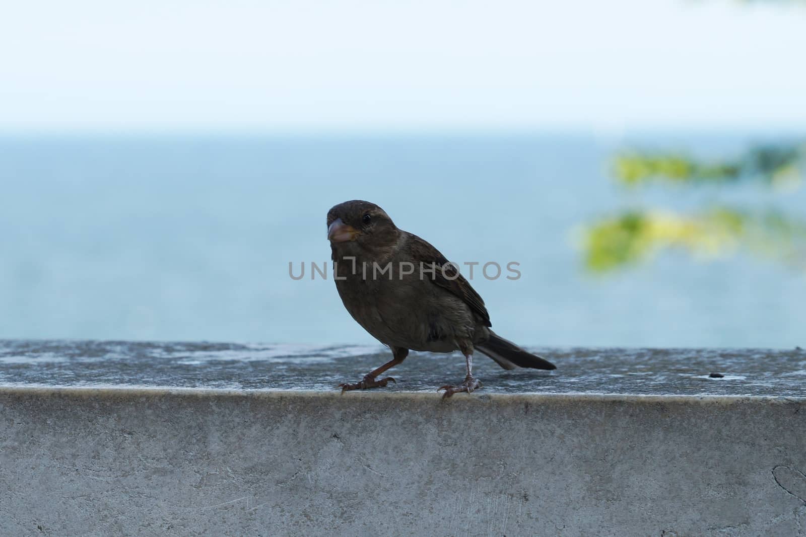 sparrow on a stone parapet against the background of the sea by Annado