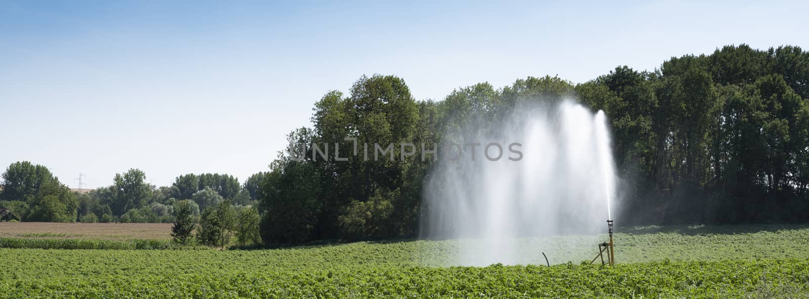 irrigation of crop on field in the north of france in summer under blue sky