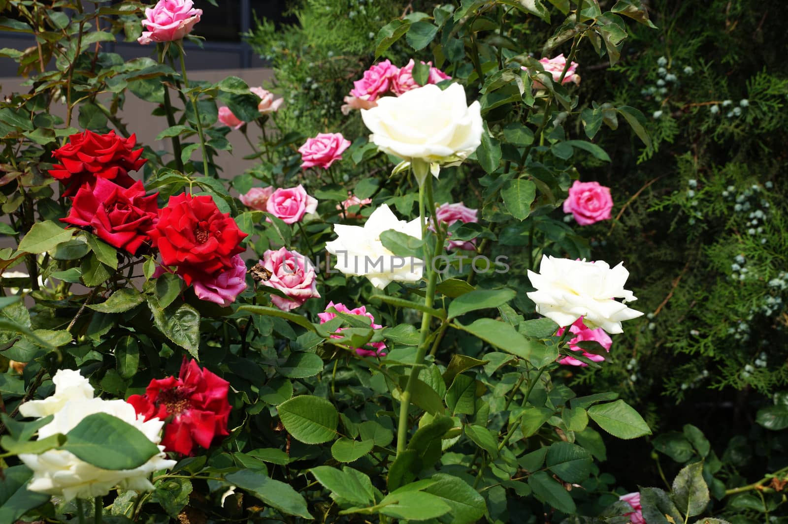multicolored blooming roses in the park in summer. by Annado
