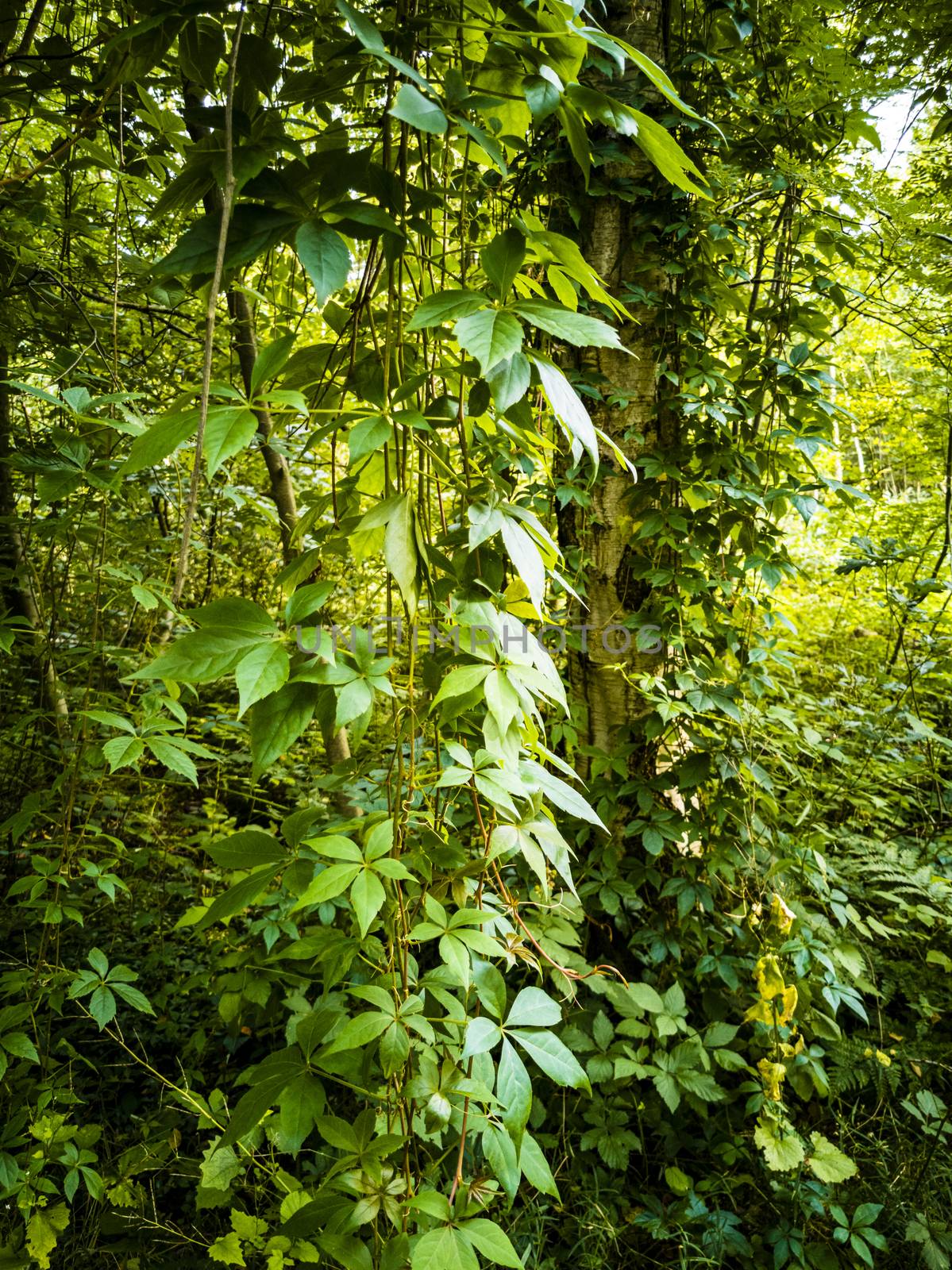 Climbing plants hang down from birch trees in the forest of Leherheide, Bremerhaven.