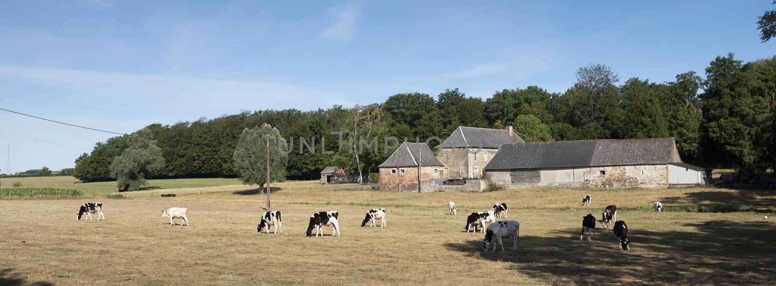 cows near old farm in the north of france near saint-quentin and valenciennes by ahavelaar