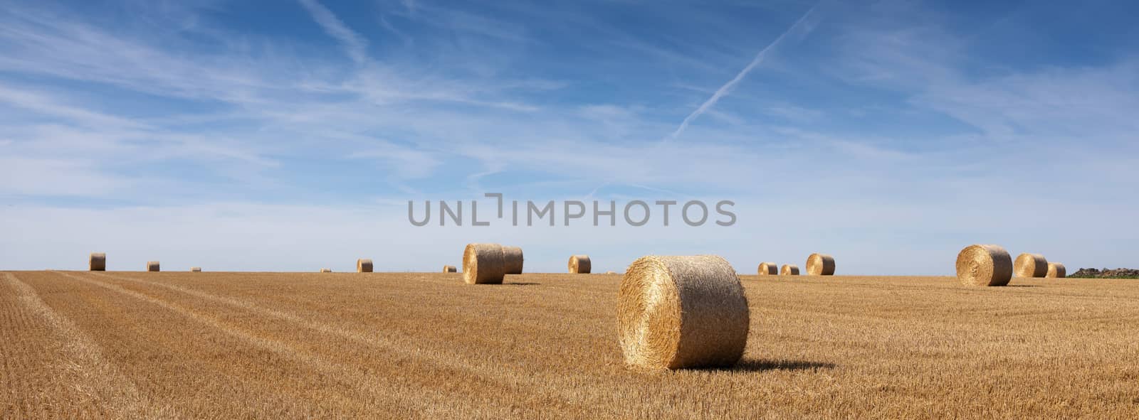 golden field with straw bales under blue sky in the north of france by ahavelaar