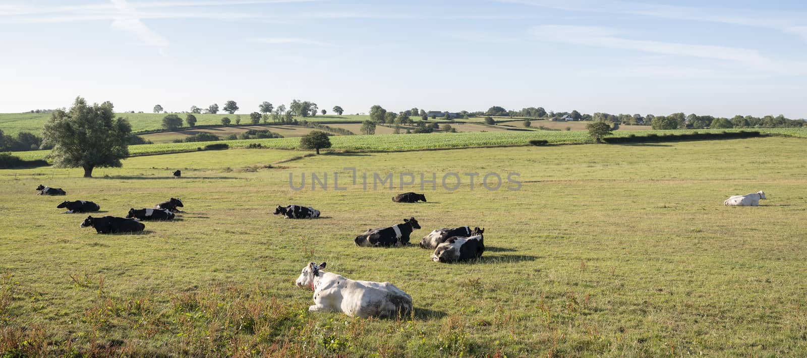cows in the north of france near saint-quentin and valenciennes under blue sky in summer