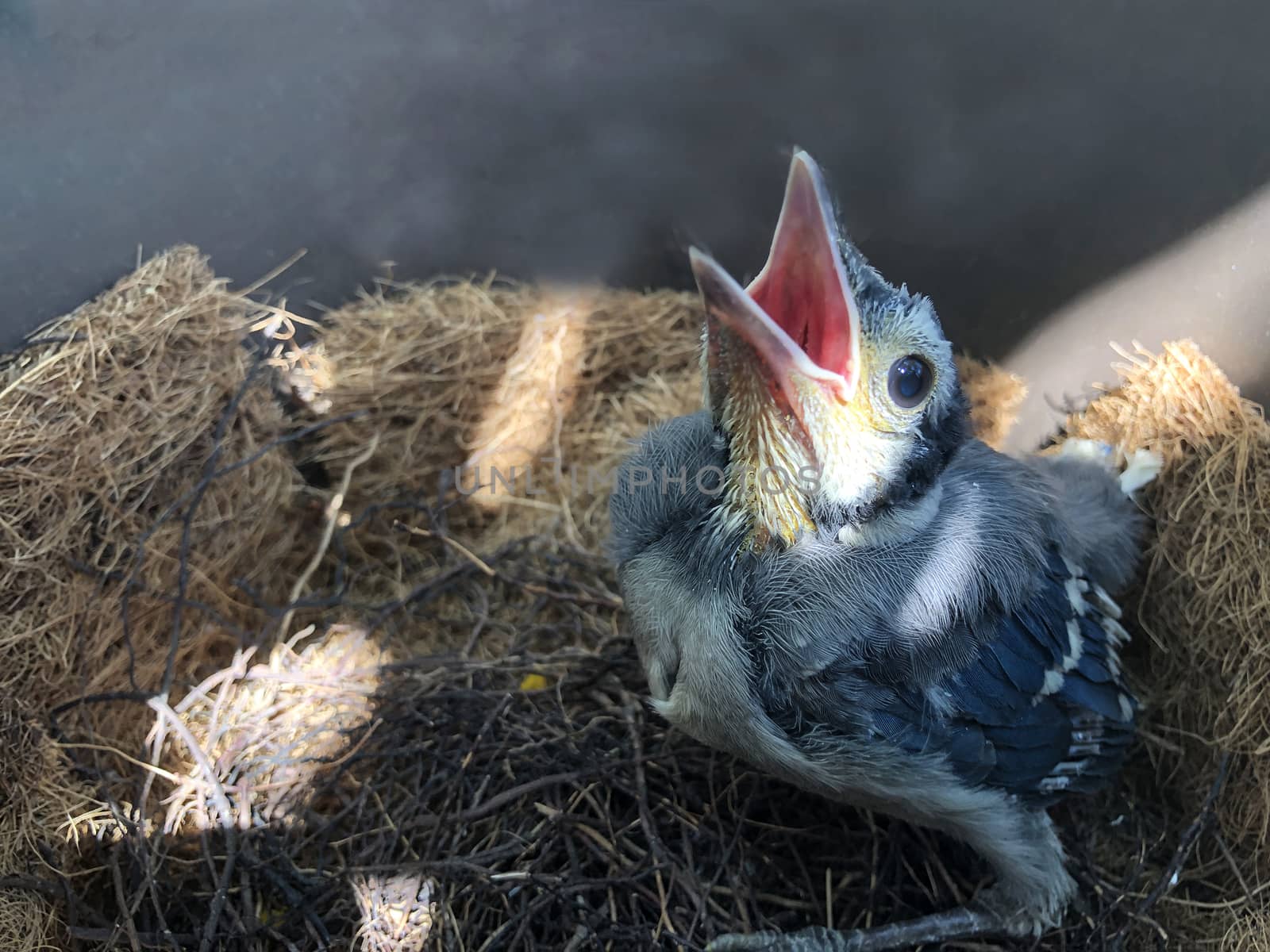 Hungry blue jay chick in the nest by ben44